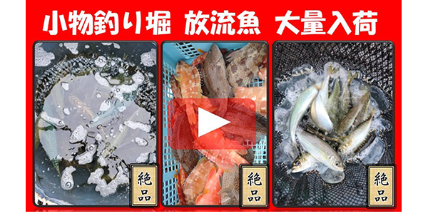 大人気！めちゃくちゃお得なマリーナ小物釣り堀