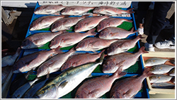 海洋釣り堀貸切について
