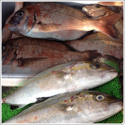 ２週間前なら魚種の希望伺います！！