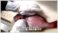 捌き方