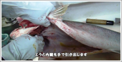 捌き方